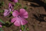 fleurs-exotiques-fonds-ecran-hd_18