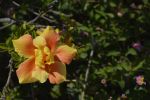 jaune-fleurs-exotiques-fonds-ecran-hd_09