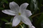 lys-blanc-fleurs-exotiques-fonds-ecran-hd_10