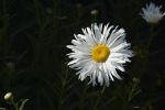 marguerite-fleurs-exotiques-fonds-ecran-hd_17