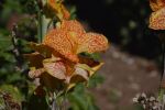 orchidees-fleurs-exotiques-fonds-ecran-hd_19