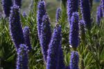 viperine-de-madere-fleurs-exotiques-fonds-ecran-hd_20