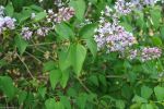 lilas_sauvage_mauve_violet