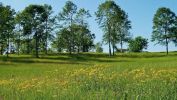 arbres-et-foret_nature-verte_2