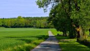 arbres-et-foret_nature-verte_3