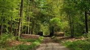 arbres-et-foret_verdure_1
