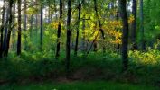 arbres-et-foret_verdure_2