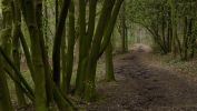arbres-et-foret_verdure_3
