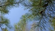 cime-des-arbres