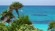 cocotiers-en-bord-de-plage
