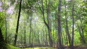 sous-bois_wallpaper-free_1