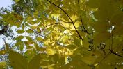 sous-bois_wallpaper-free_2