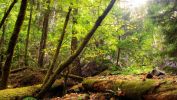 sous-bois_wallpaper-free_3