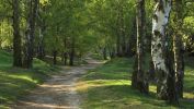 sous-bois_wallpaper-free_4