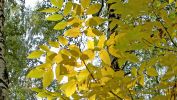 vert-et-jaune_arbres-en-contre-jour_1