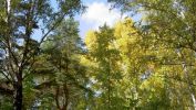 vert-et-jaune_arbres-en-contre-jour_2