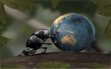 scarabee_art-graphique-et-creations_02
