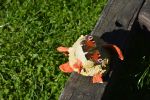 papillon_promenade-dans-la-verdure_14