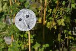soleil_promenade-dans-la-verdure_12