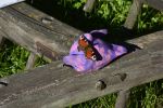 un-papillon_promenade-dans-la-verdure_13