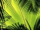 seychelles_eventail-naturel