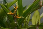 exotiques-a-trois-fleurs