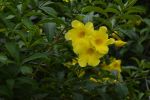 fleur-exotique_jaune