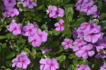grand-format_des-fleurs