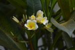 plante-grasse-fleur-jaune