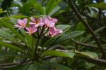 plante-grasse-fleur-rose
