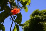 rouge-dans-le-ciel