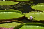 fleurir_nenuphar-geant
