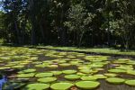 jardin-pamplemousse_ile-maurice