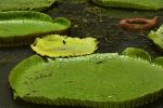 nenuphar-geant_3