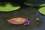 nenuphars-geants_fleurs_1