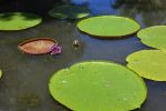 nenuphars-geants_fleurs_2