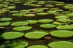victoria-amazonica_1
