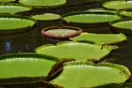 victoria-amazonica_2