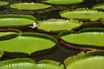 zoom-sur-la-fleur-de-nenuphar_1