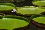 zoom-sur-la-fleur-de-nenuphar_2