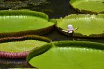 zoom-sur-la-fleur-de-nenuphar_3