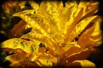 wallpaper-jaune