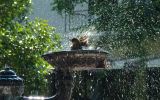 fond-ecran-animaux-et-nature-libre_01