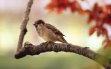 fond-ecran-animaux-et-nature-libre_02