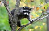 fond-ecran-animaux-et-nature-libre_03