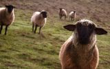 fond-ecran-animaux-et-nature-libre_04