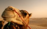 fond-ecran-animaux-et-nature-libre_05
