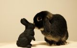 personnaliser-son-fond-d-ecran-gratuitement_02