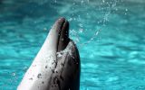 telecharger-fond-ecran-animaux-et-nature-libre_gratuit_02