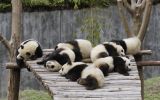 telecharger-fond-ecran-animaux-et-nature-libre_gratuit_03